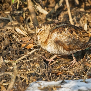 Houtsnip - Ruigenhoekse Polder