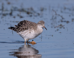 Kemphaan - polder Arkemheen