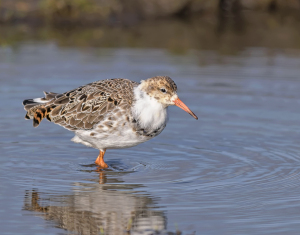Kemphaan - polder Arkemheen