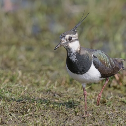 Kievit -  polder Arkemheen