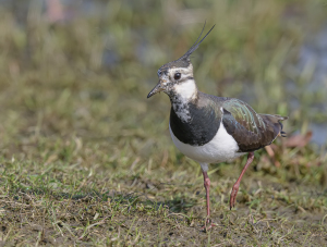 Kievit -  polder Arkemheen