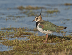 Kievit - polder Arkemheen