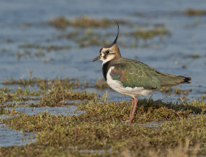 Kievit - polder Arkemheen