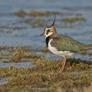 Kievit - polder Arkemheen