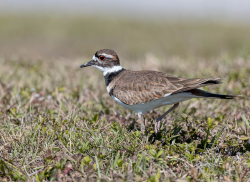 Killdeer plevier - Florida