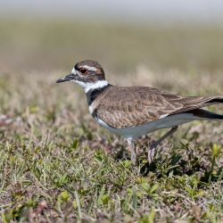 Killdeer plevier - Florida