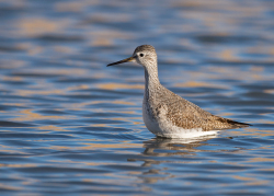 Kleine geelpootruiter - Den Oever