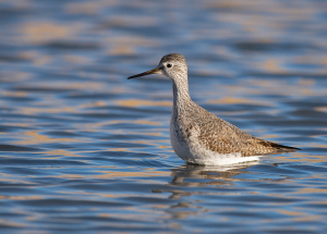 Kleine geelpootruiter - Den Oever