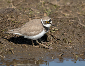 Kleine plevier - polder Arkemheen