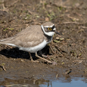 Kleine plevier - polder Arkemheen