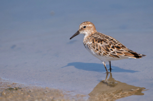 Kleine strandloper - Camarque Frankrijk
