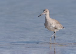 Oostenlijke willet - Florida
