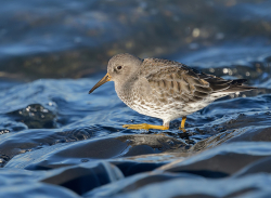Paarse strandloper - Huisduinen