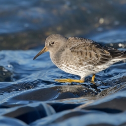 Paarse strandloper - Huisduinen