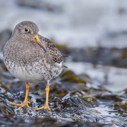 Paarse strandloper- Huisduinen