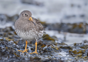 Paarse strandloper- Huisduinen