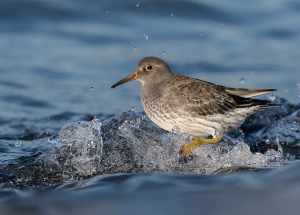 Paarse strandloper - Huisduinen