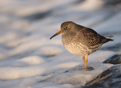 Paarse strandloper - Huisduinen