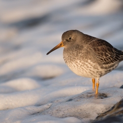 Paarse strandloper - Huisduinen