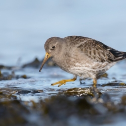 Paarse strandloper - Huisduinen