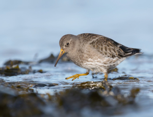Paarse strandloper - Huisduinen