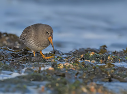 Paarse strandloper - Huisduinen