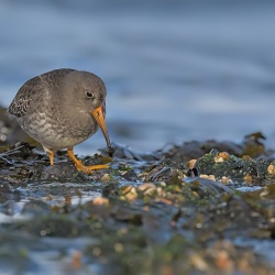 Paarse strandloper - Huisduinen