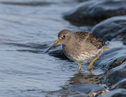 Paarse strandloper - Huisduinen