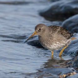 Paarse strandloper - Huisduinen