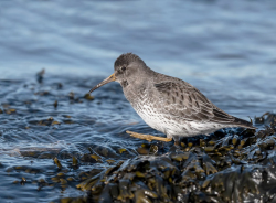 Paarse strandloper - Huisduinen