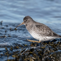 Paarse strandloper - Huisduinen