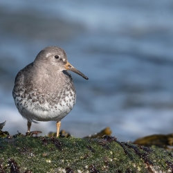 Paarse strandloper - Huisduinen