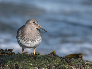 Paarse strandloper - Huisduinen