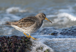 Paarse strandloper - Huisduinen