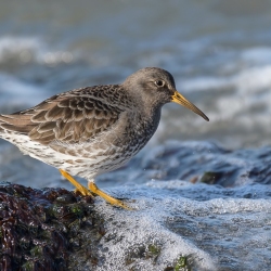 Paarse strandloper - Huisduinen