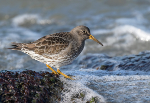 Paarse strandloper - Huisduinen