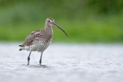 Regenwulp - Friesland