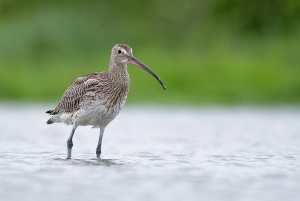 Regenwulp - Friesland