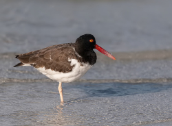 Scholekster - Florida