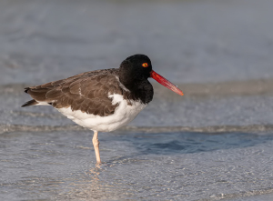 Scholekster - Florida