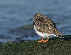 Steenloper - Huisduinen