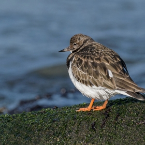 Steenloper - Huisduinen