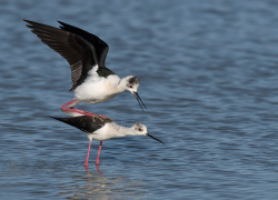 Steltkluut - Camarque Frankrijk