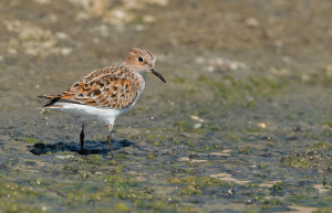 Temmincks strandloper - Lesbos