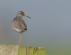 Tureluur - polder Arkemheen