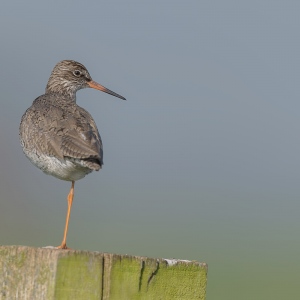 Tureluur - polder Arkemheen