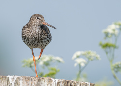 Tureluur - polder Arkemheen