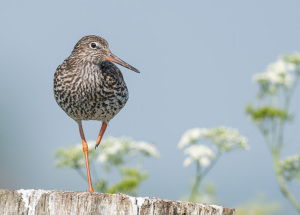 Tureluur - polder Arkemheen