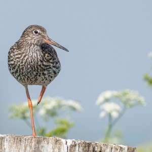 Tureluur - polder Arkemheen