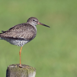 Tureluur - polder Arkemheen